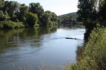 Donau bei Altisheim