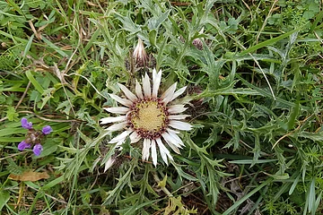 Silberdistel